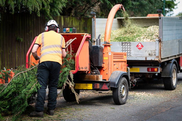 How Our Tree Care Process Works  in  Enon, VA