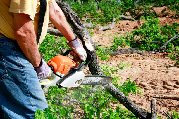 Reliable Enon, VA Tree Removal Solutions